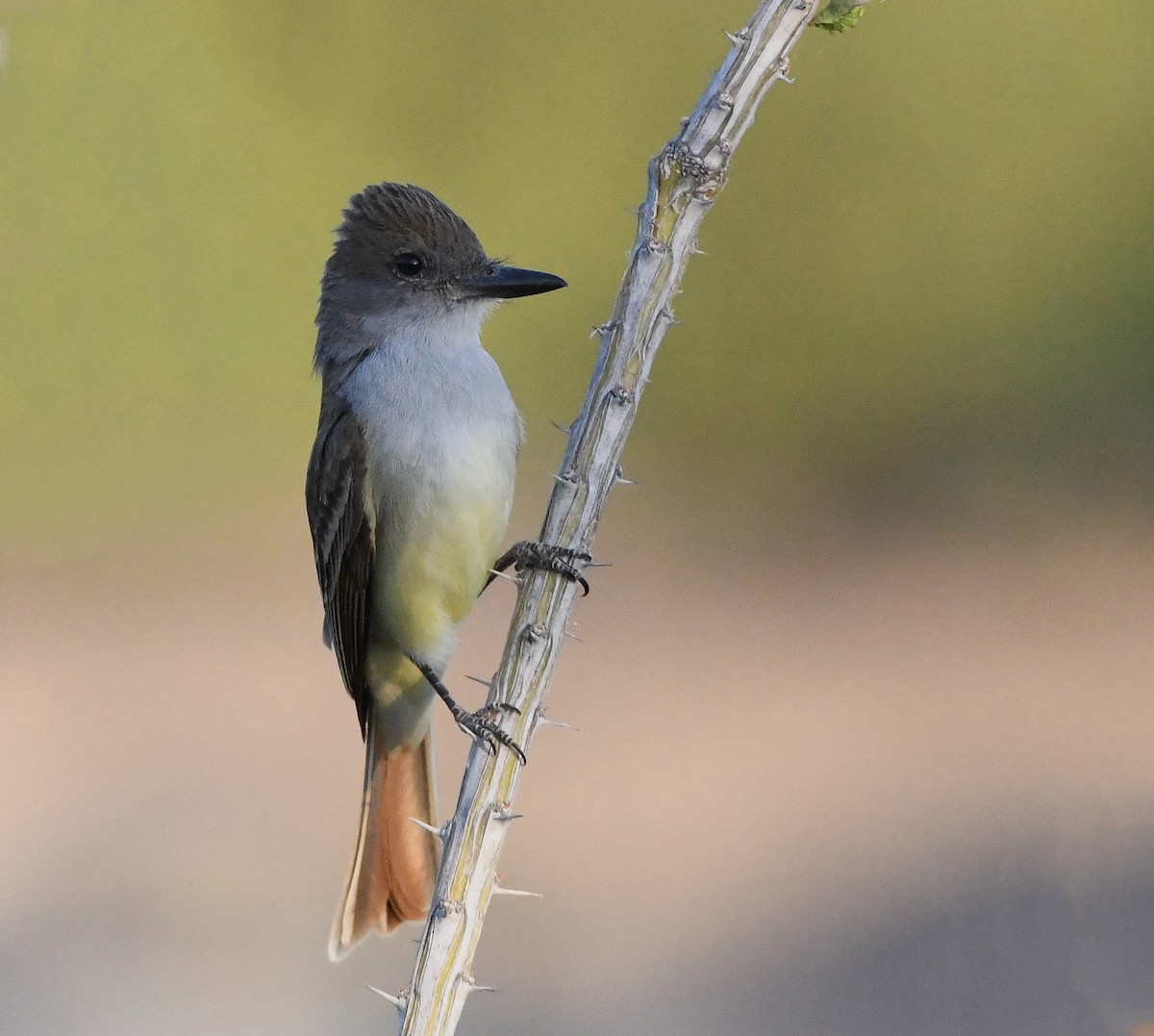 Ash-throated Flycatcher - ML620142382