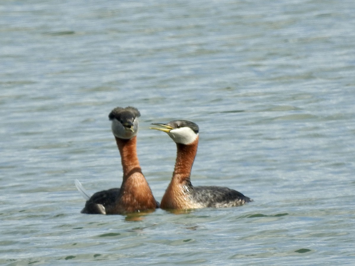 Red-necked Grebe - ML620142383