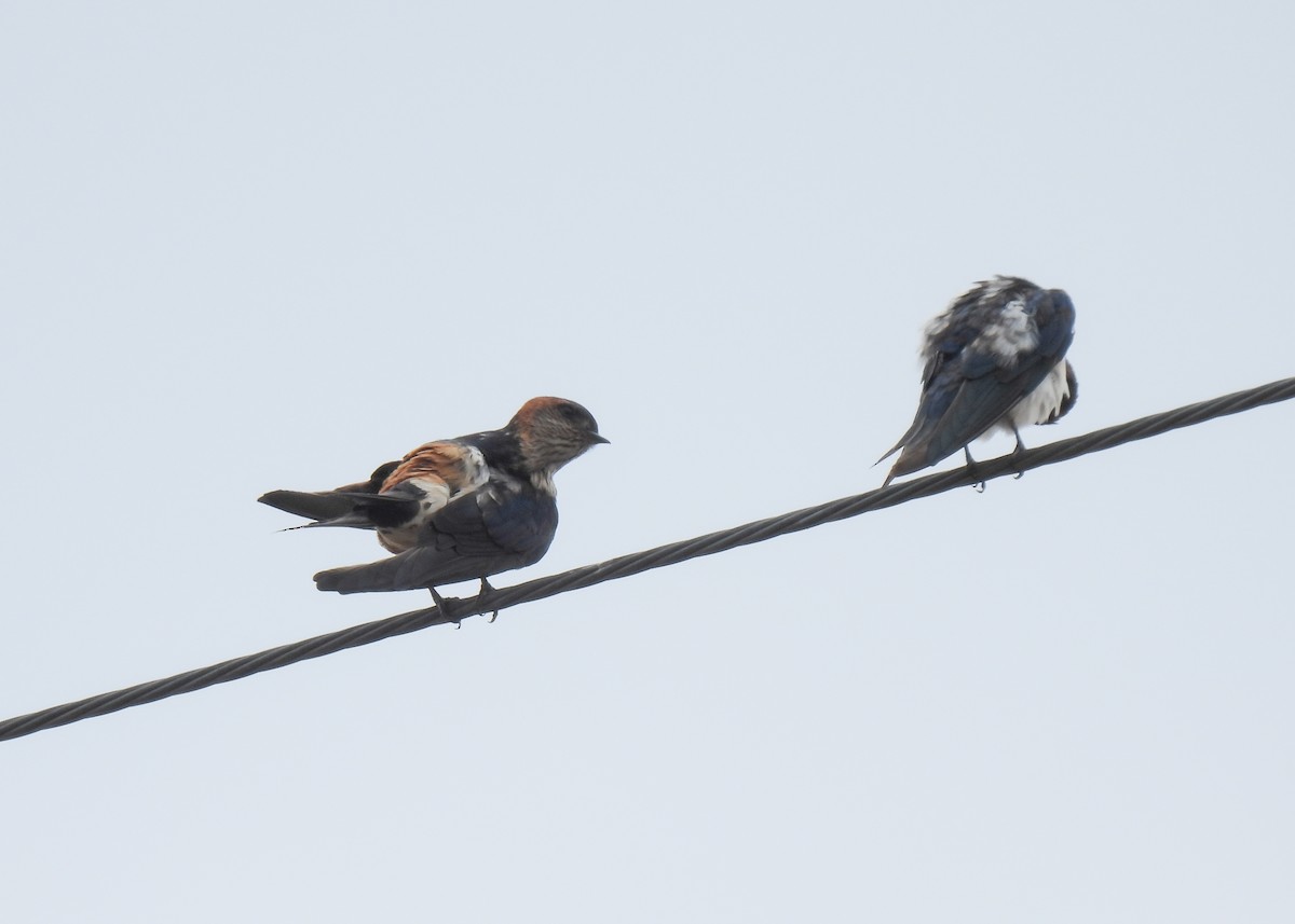 Red-rumped Swallow - ML620142385