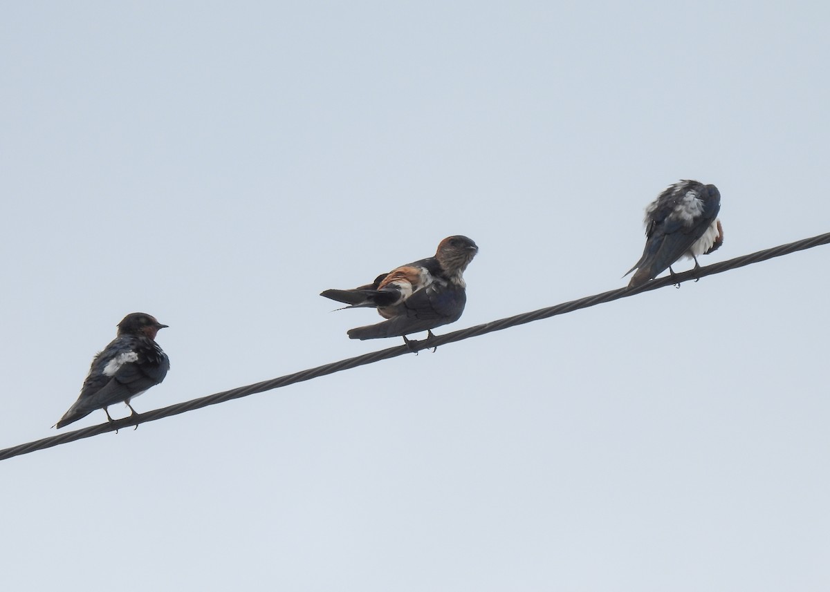 Red-rumped Swallow - ML620142386