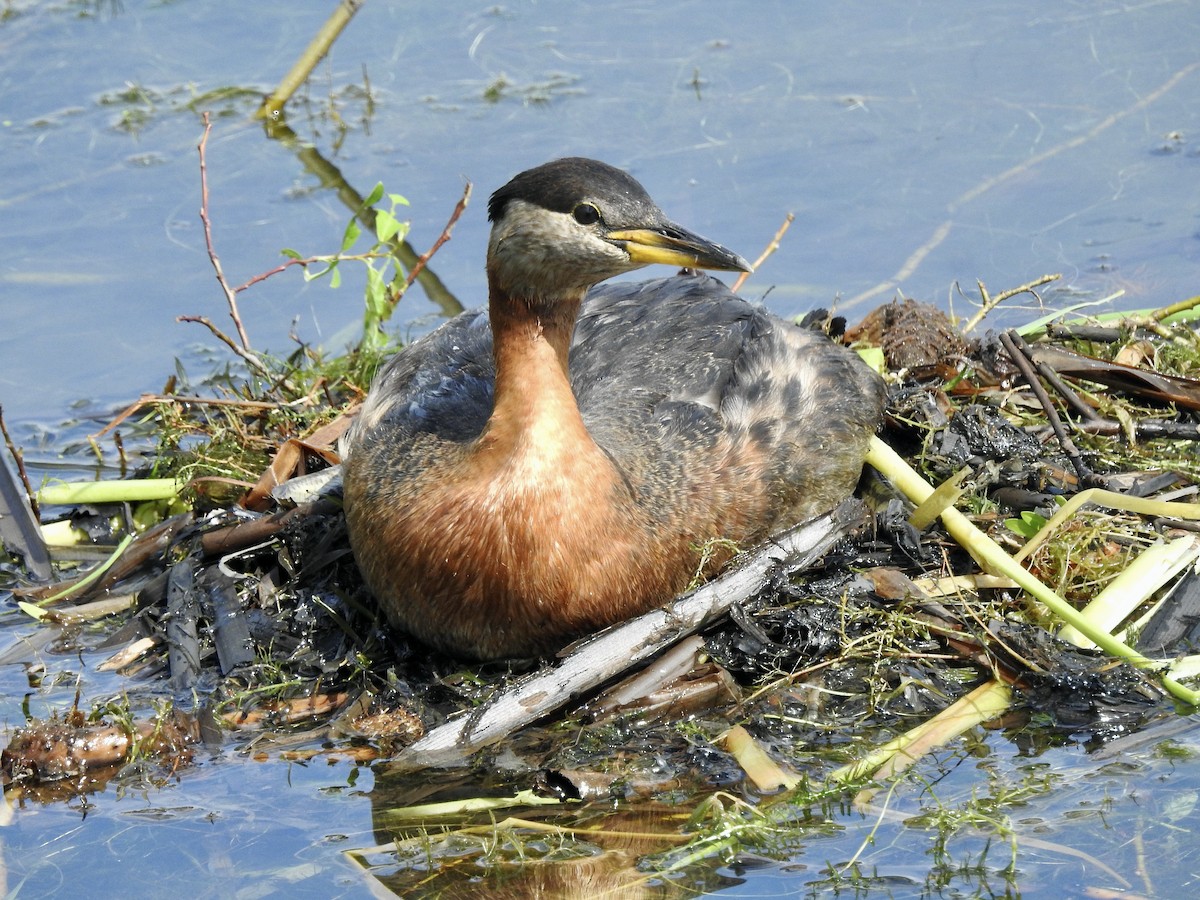 Red-necked Grebe - ML620142390