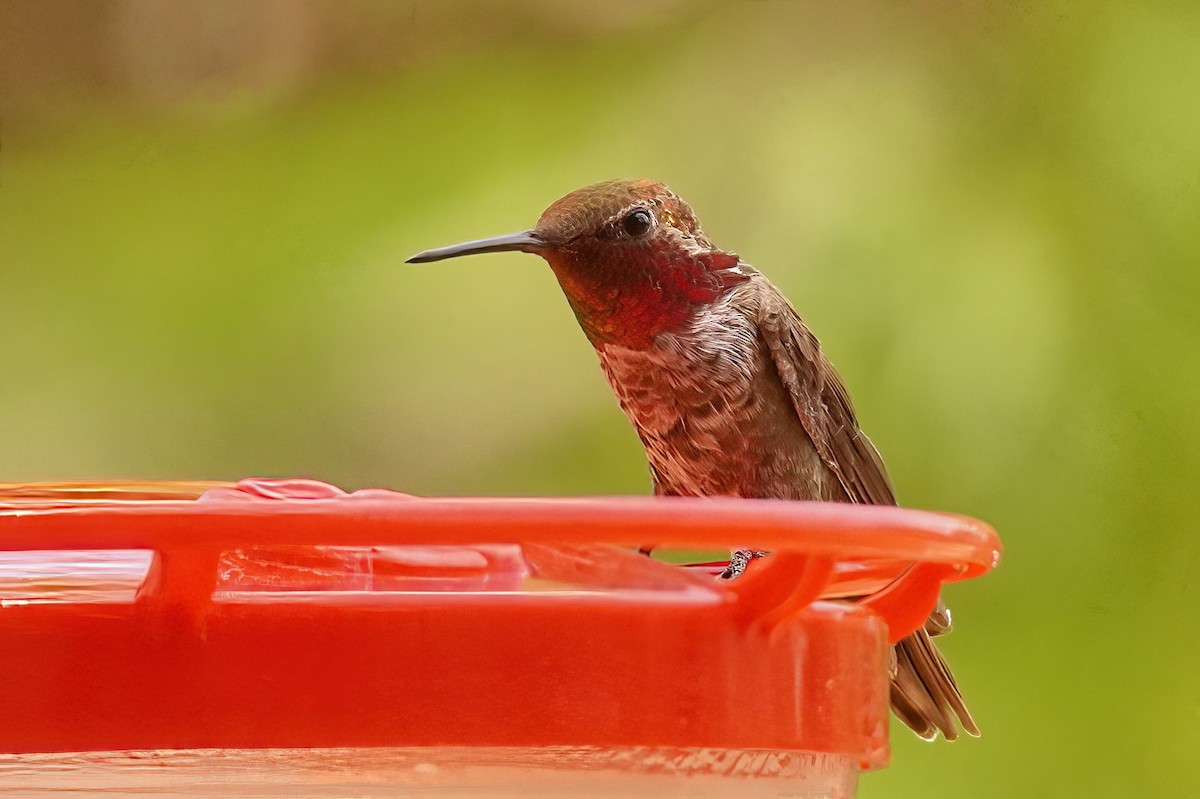Anna's Hummingbird - ML620142395