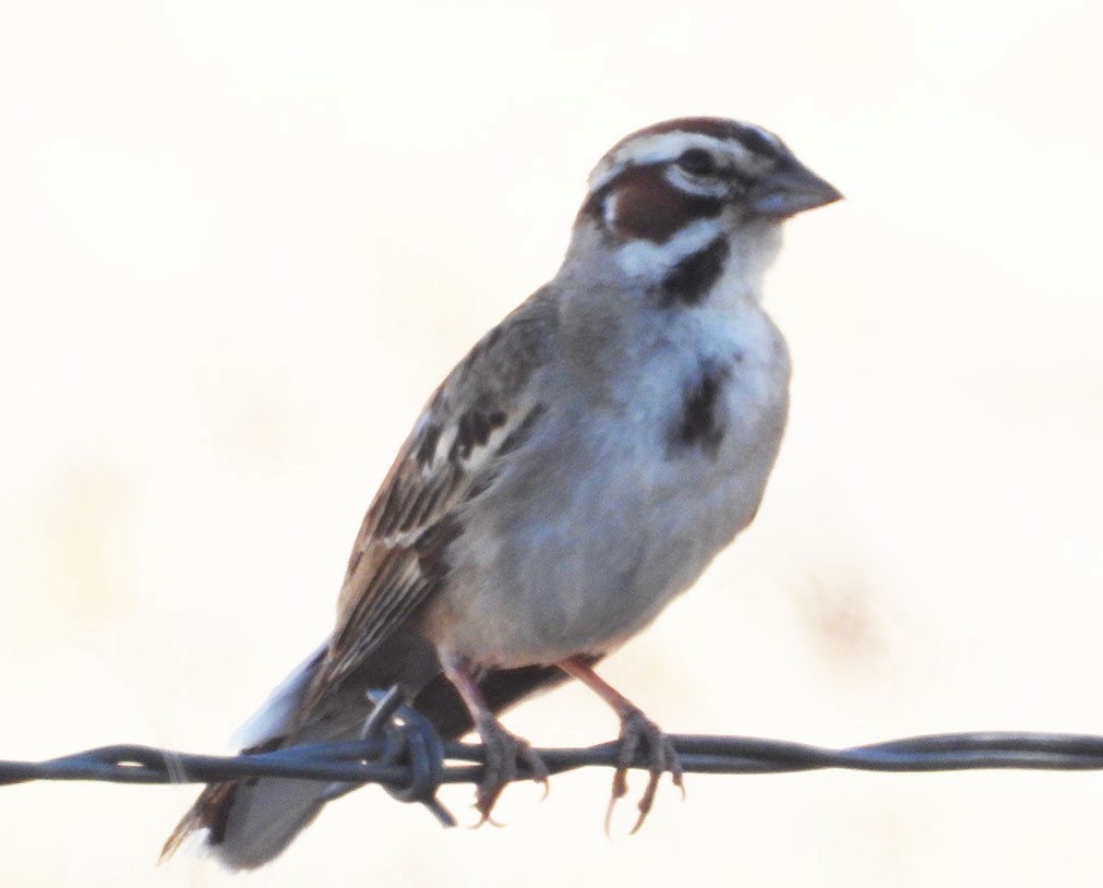 Lark Sparrow - ML620142398