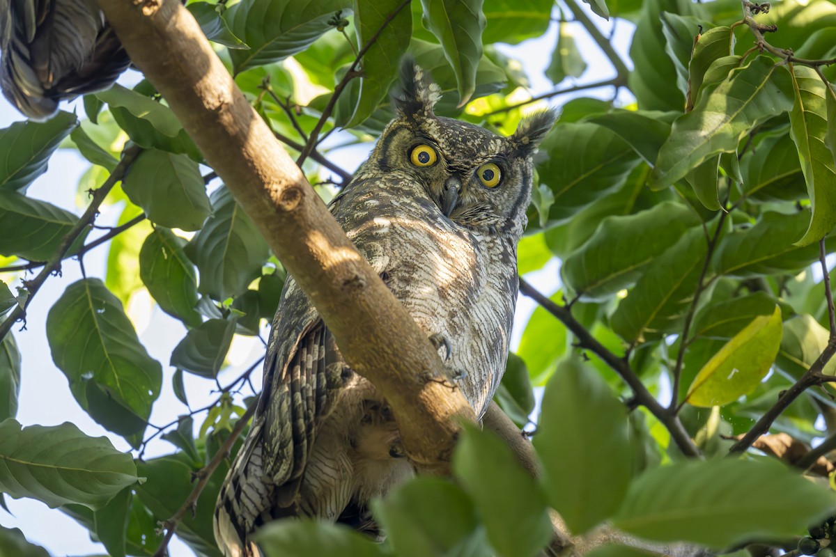 Spotted Eagle-Owl - ML620142399