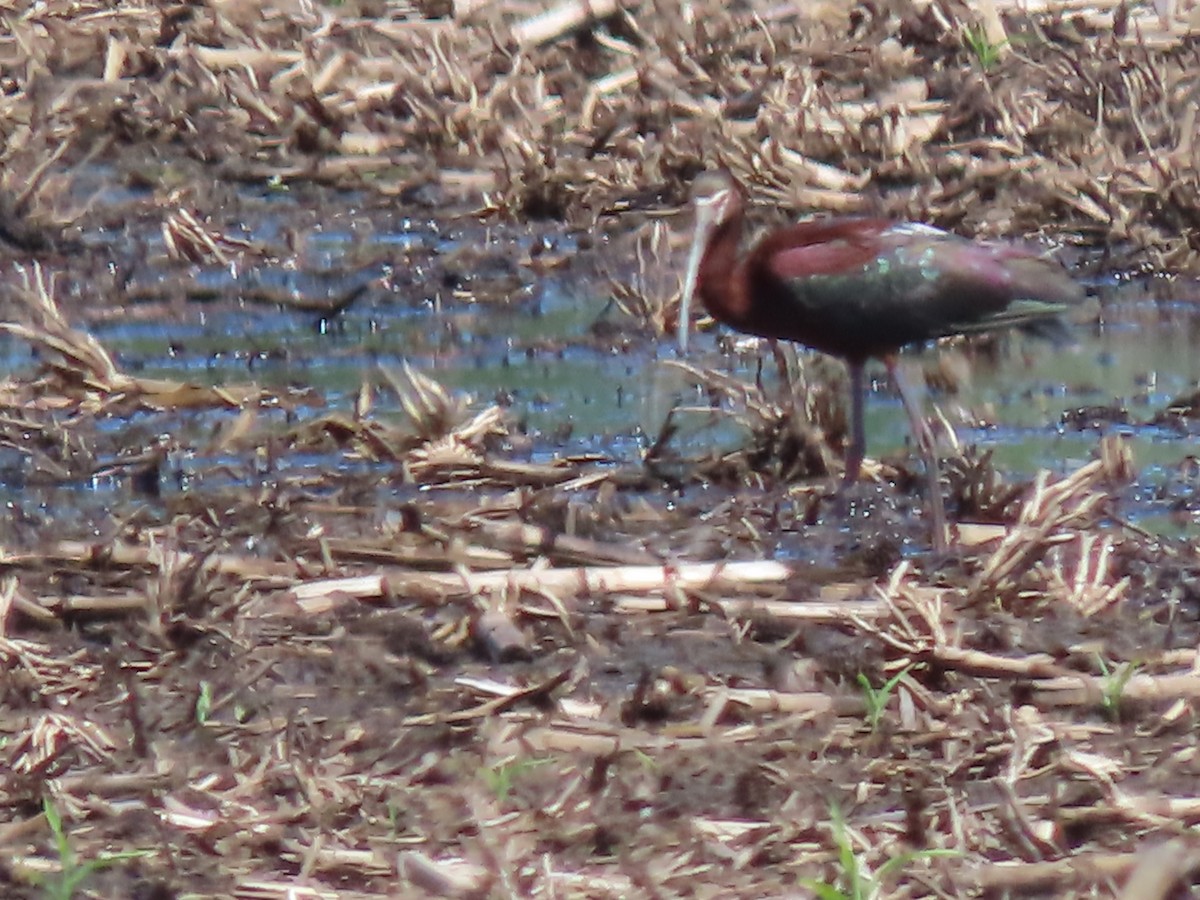 ibis americký - ML620142403