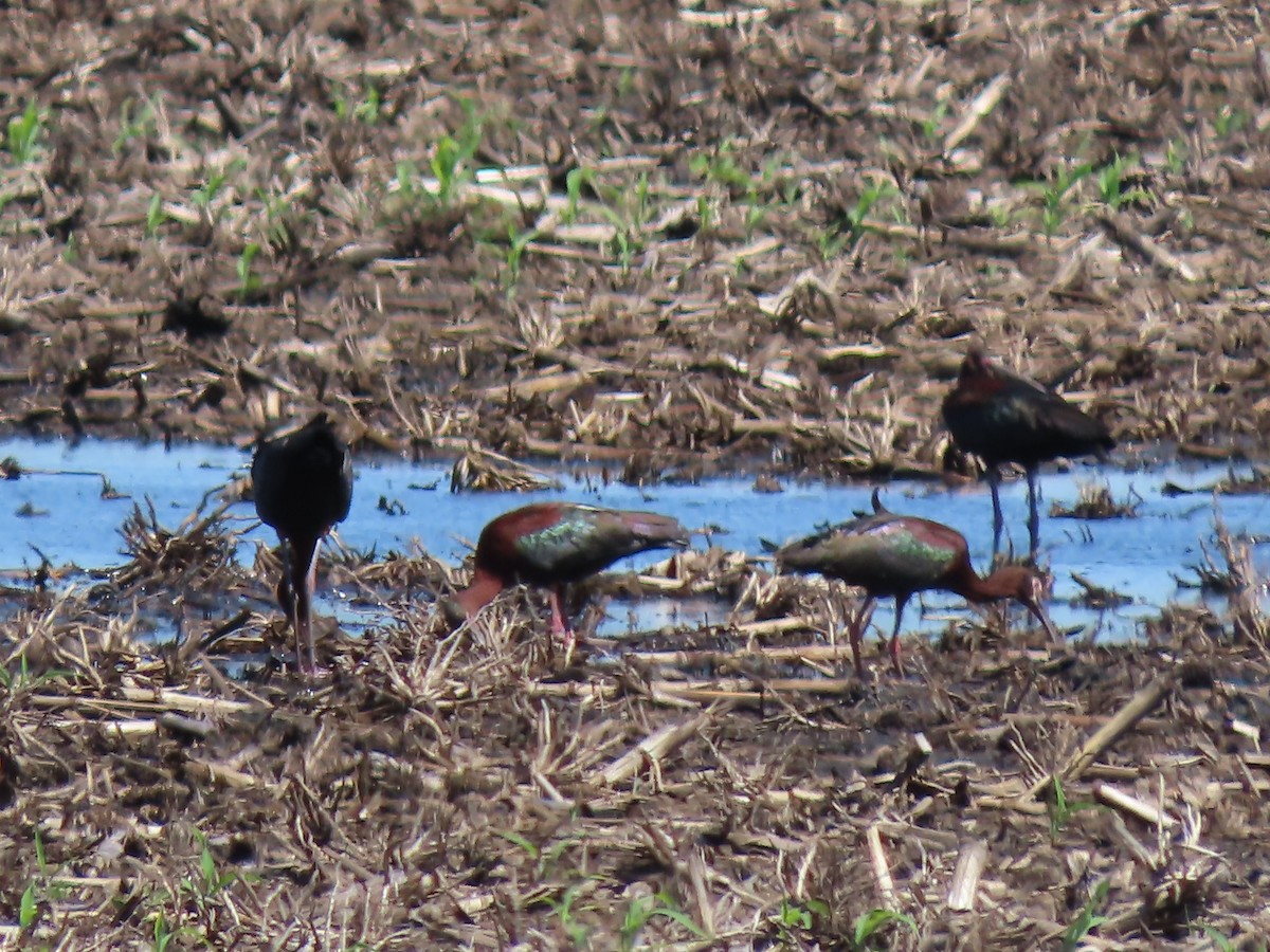 Ibis à face blanche - ML620142407