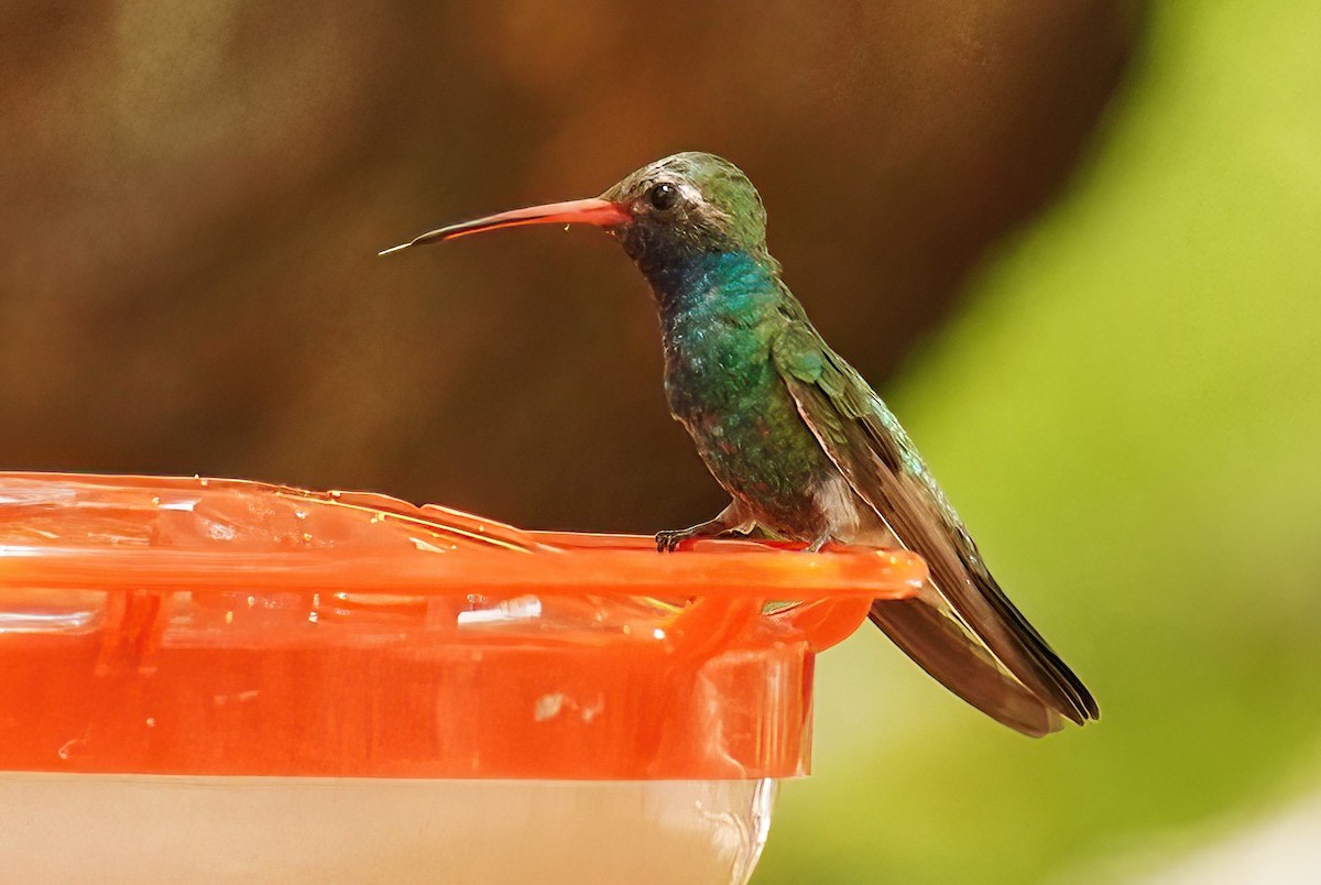 Broad-billed Hummingbird - ML620142409