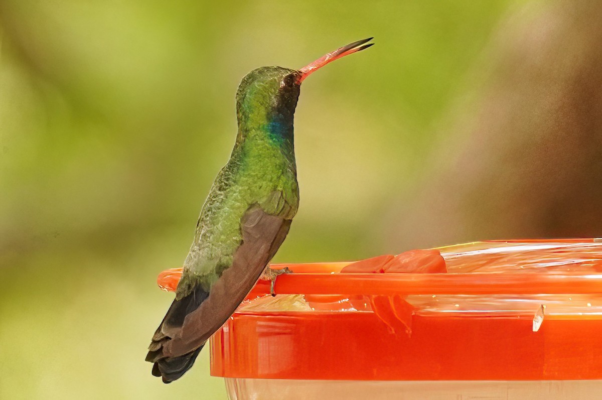 Broad-billed Hummingbird - ML620142410