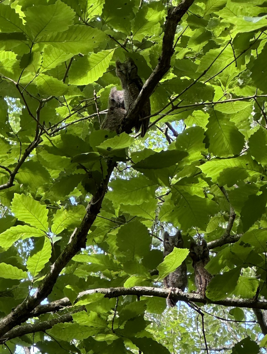 Eastern Screech-Owl - ML620142418