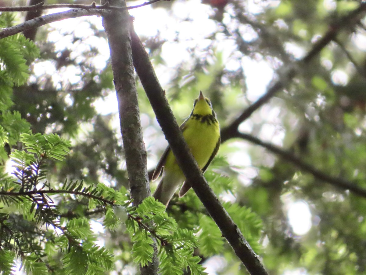 Canada Warbler - ML620142419