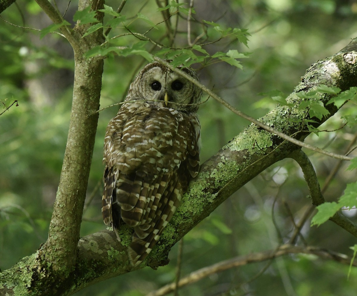 Barred Owl - ML620142424