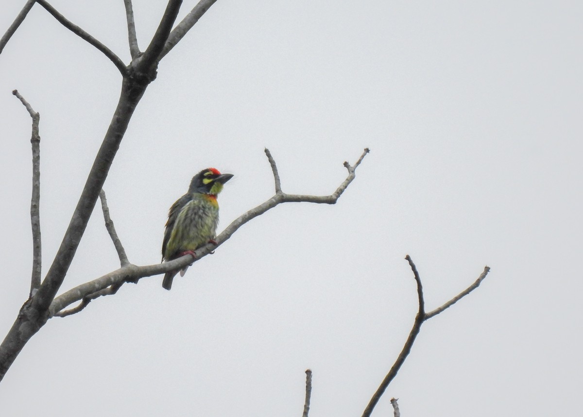 Coppersmith Barbet - ML620142426