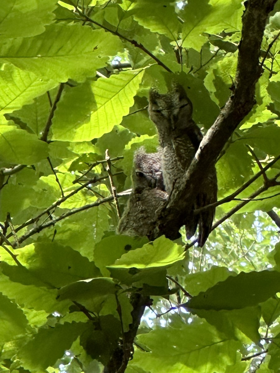 Eastern Screech-Owl - ML620142428