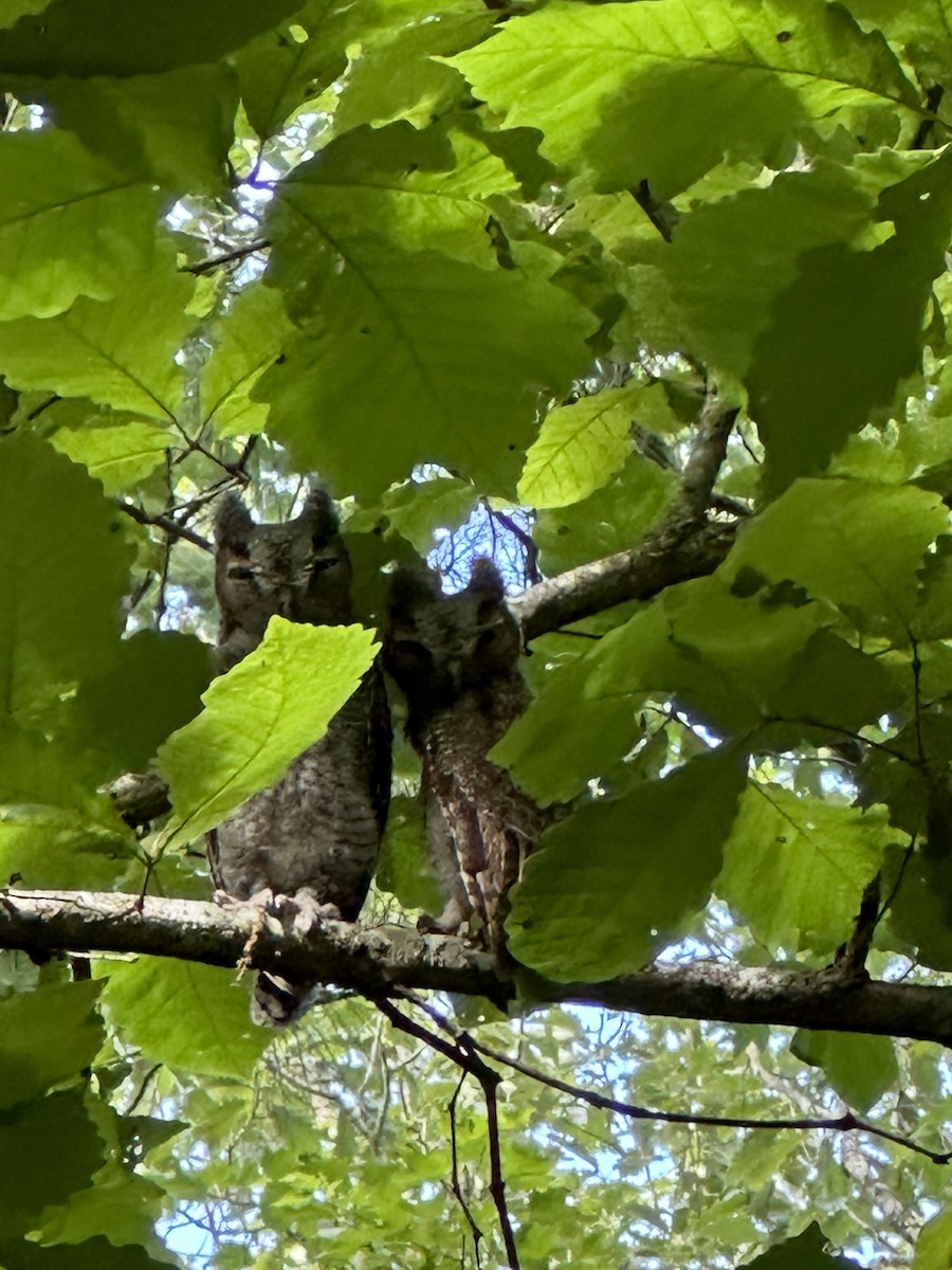 Eastern Screech-Owl - ML620142435