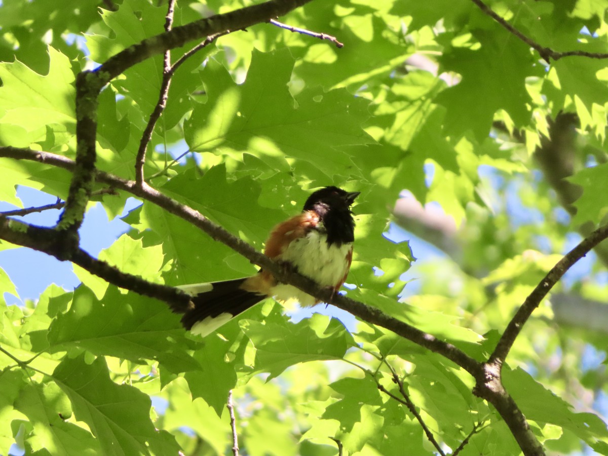 Eastern Towhee - ML620142437