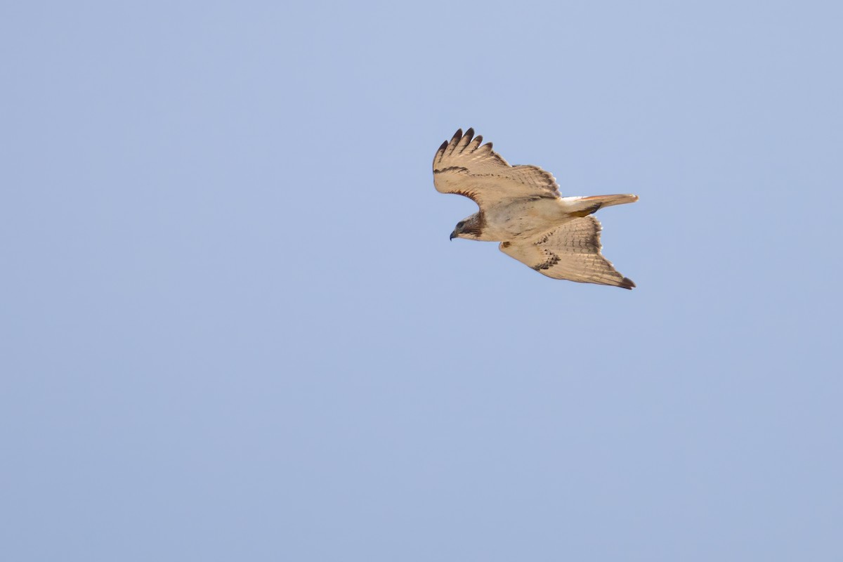 Red-tailed Hawk - ML620142439