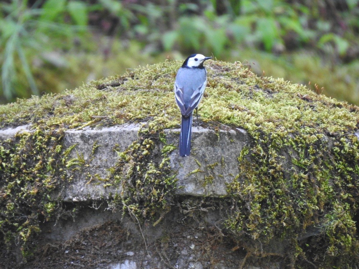 konipas bílý - ML620142443