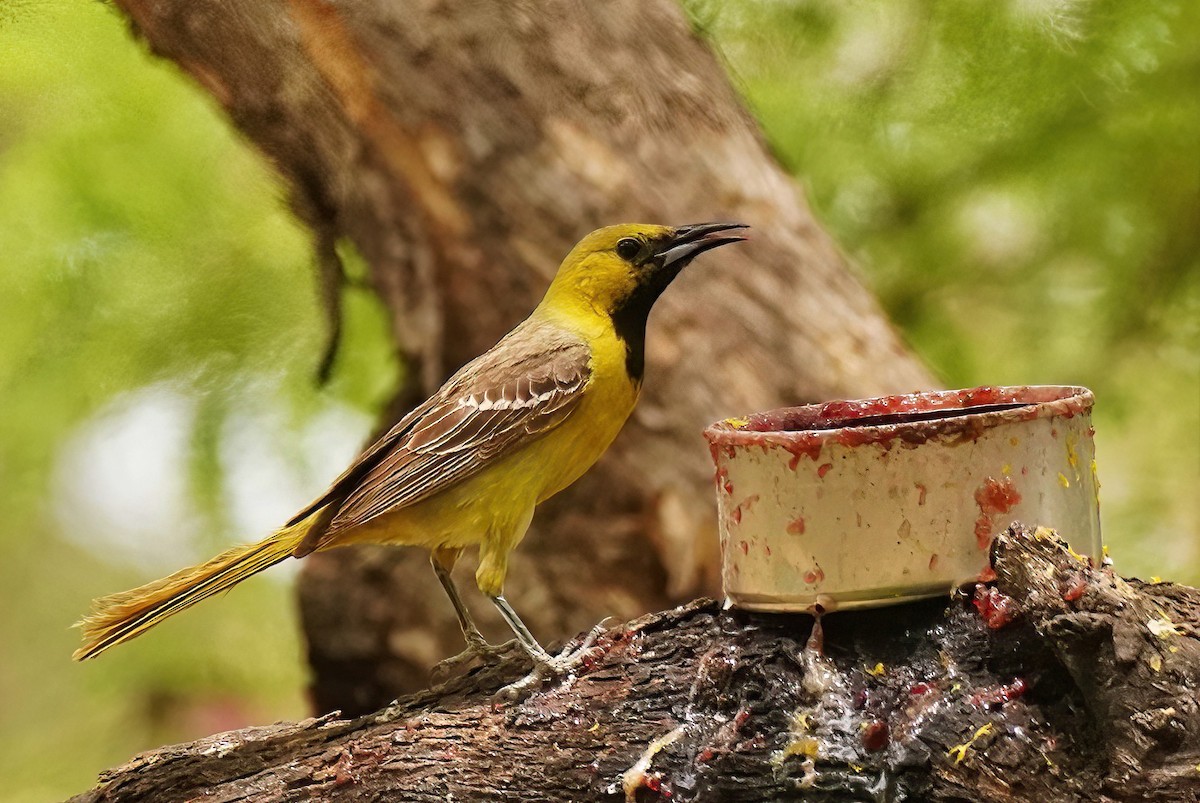 Hooded Oriole - ML620142458