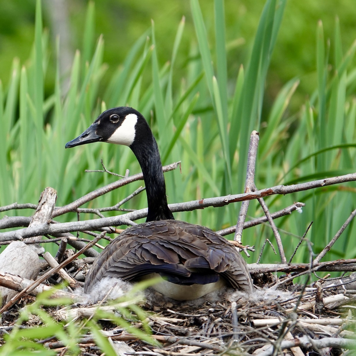 Canada Goose - ML620142464