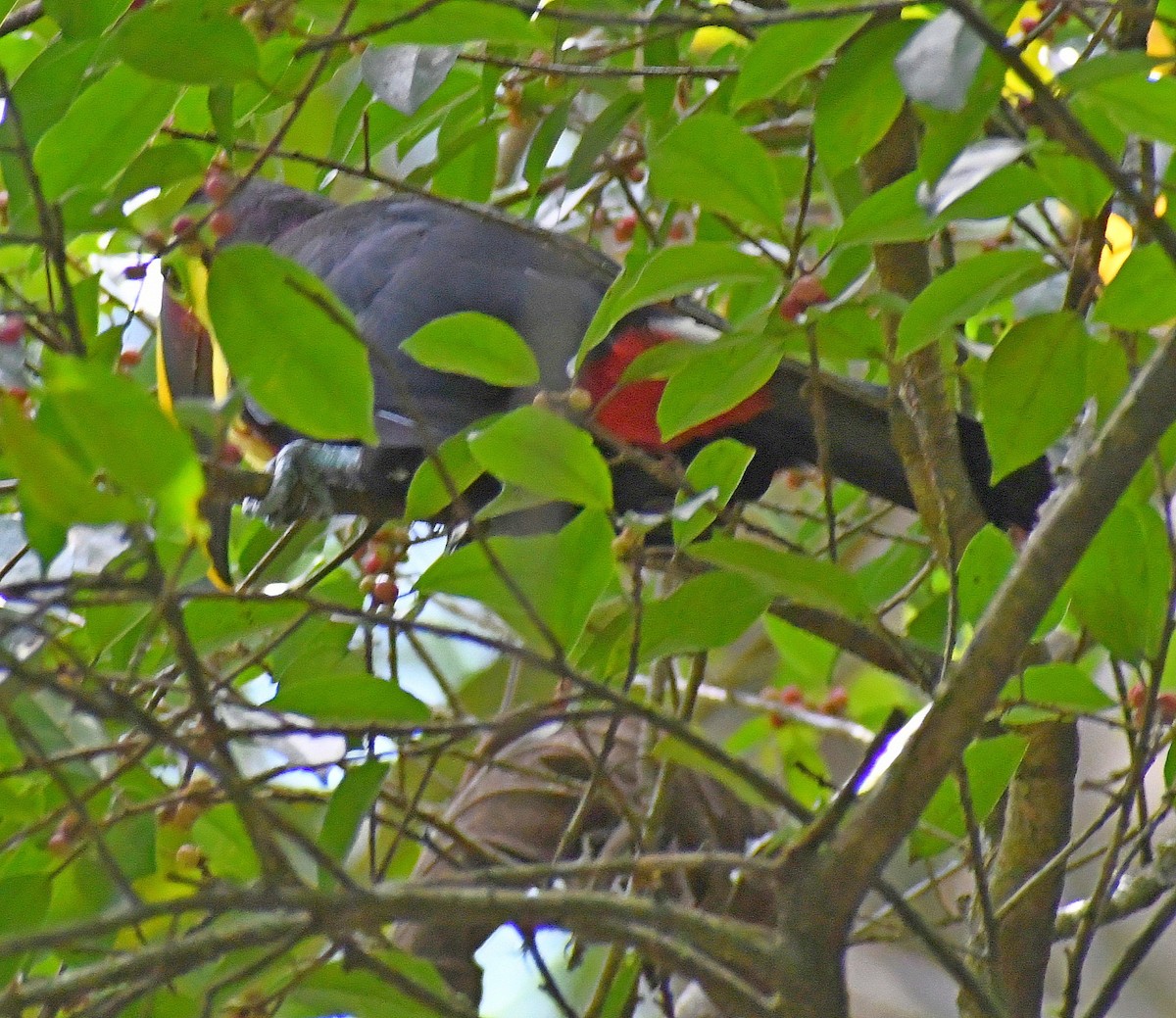 Yellow-throated Toucan - ML620142466