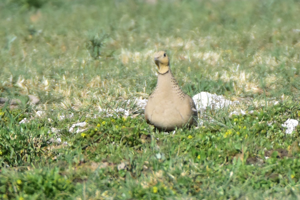 Pallas's Sandgrouse - ML620142474