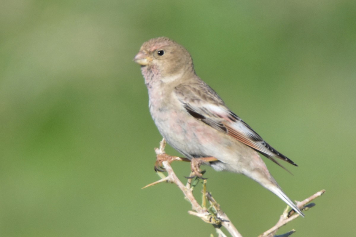 Mongolian Finch - ML620142482