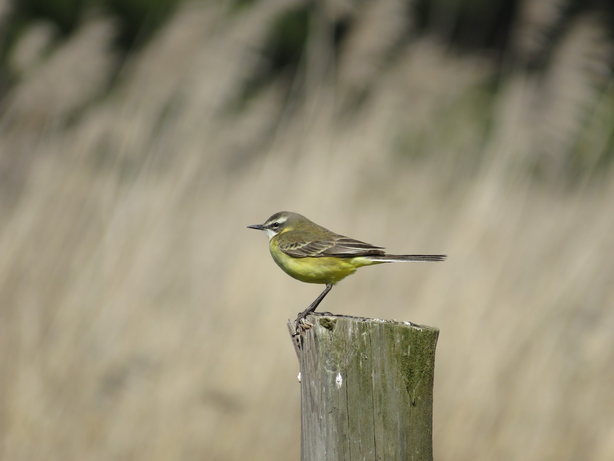 Western Yellow Wagtail (iberiae) - ML620142490