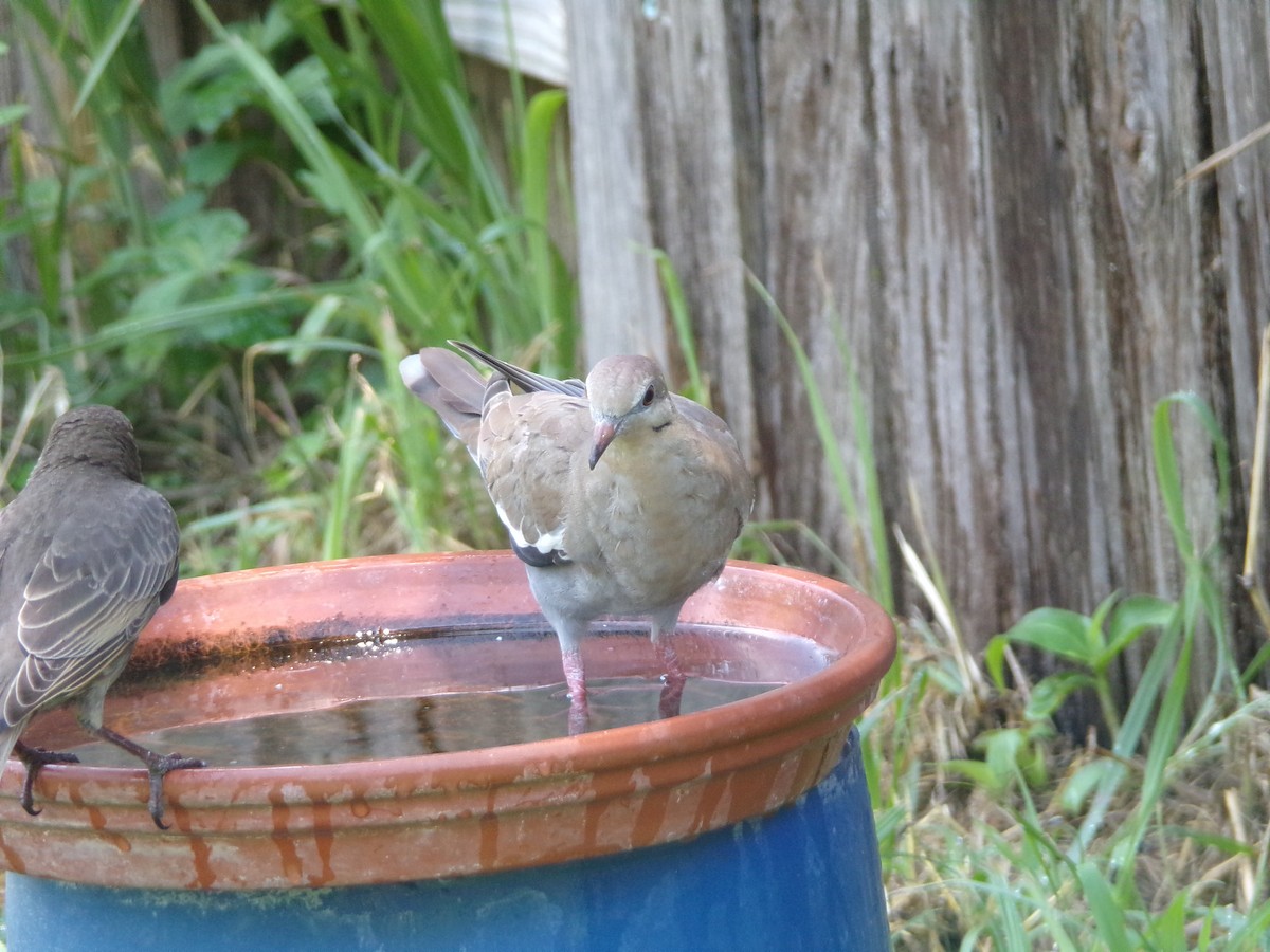 White-winged Dove - ML620142519