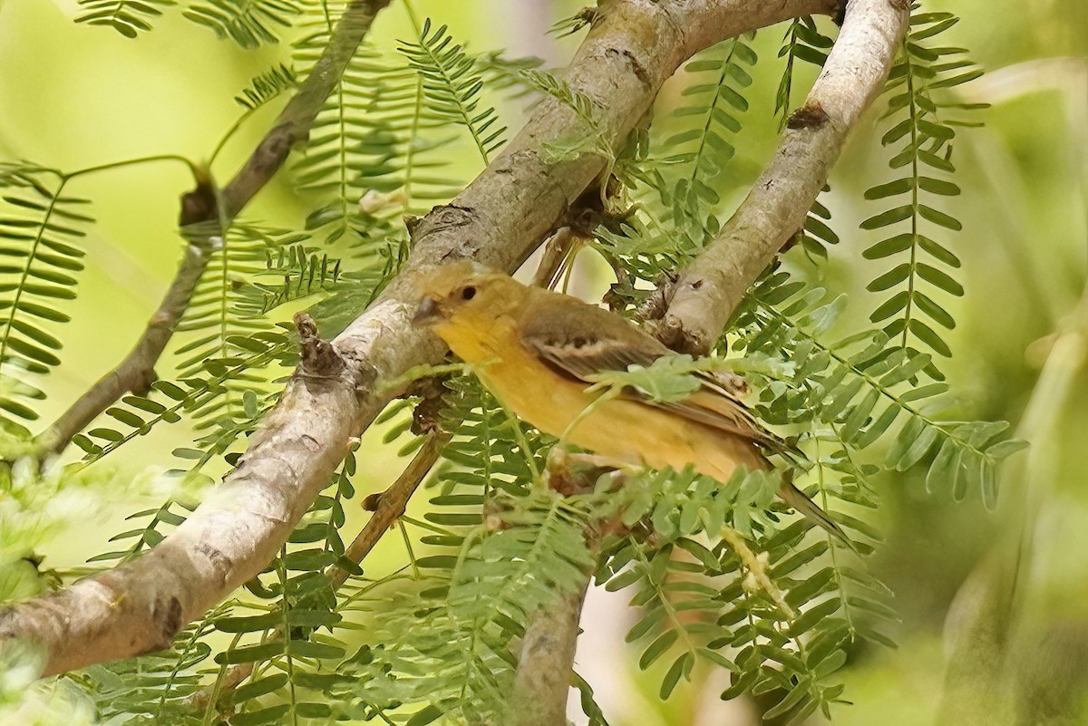 Western Tanager - ML620142522