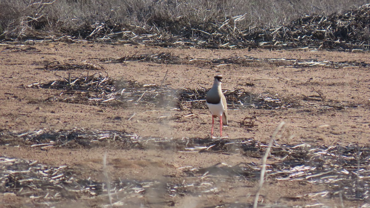 Crowned Lapwing - ML620142525