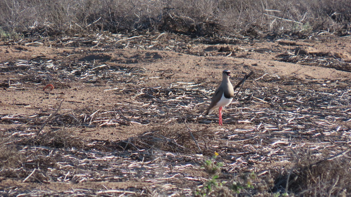 Crowned Lapwing - ML620142526