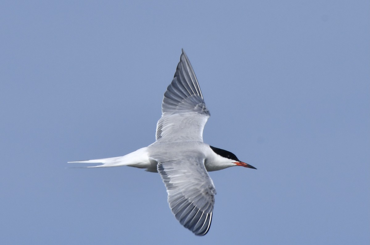 Common Tern - ML620142545