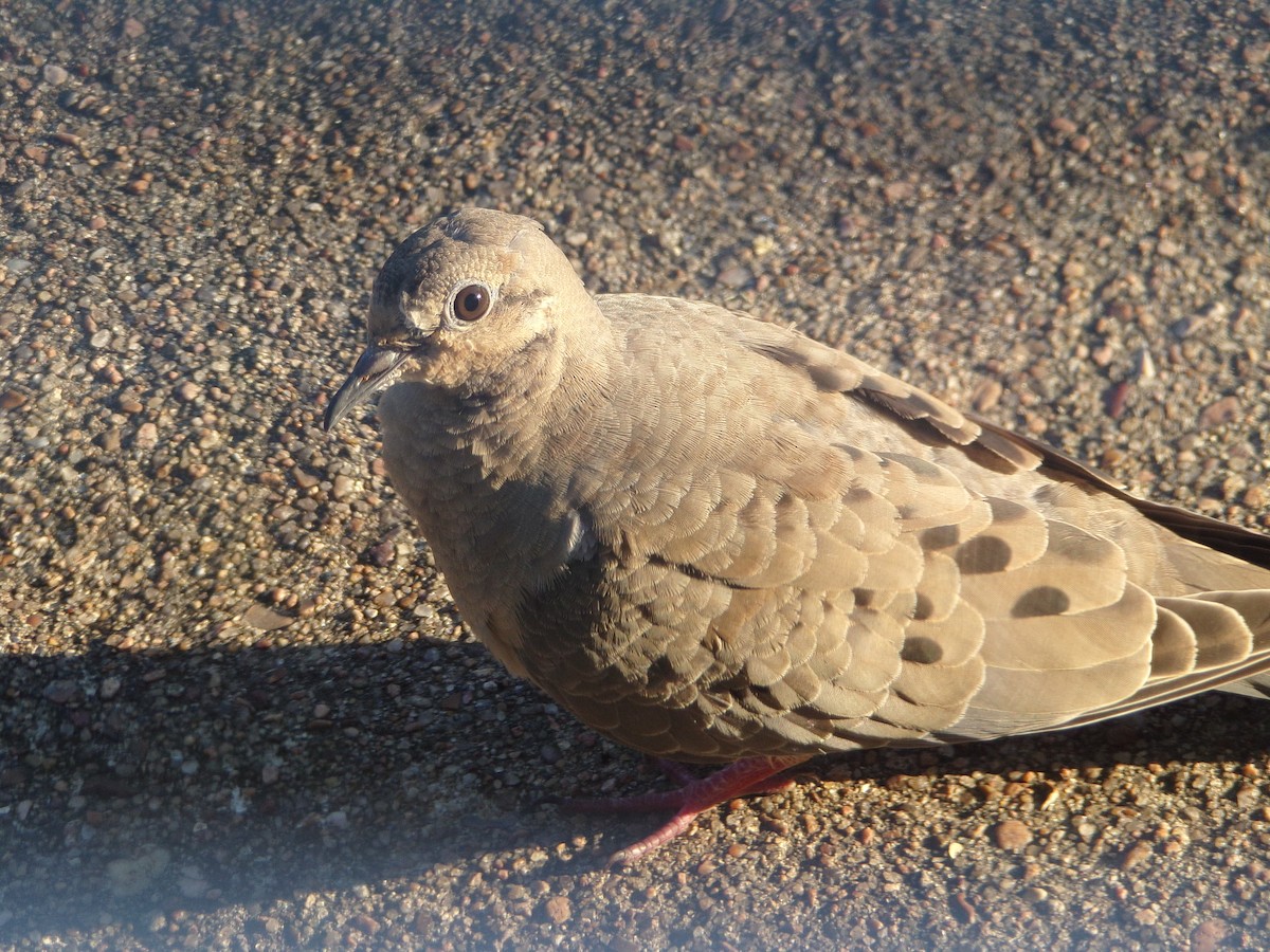 Mourning Dove - ML620142547