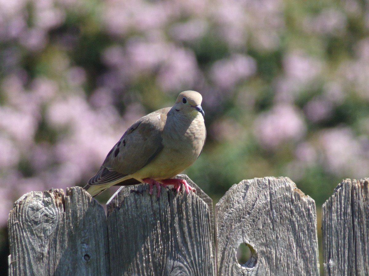 Mourning Dove - ML620142553