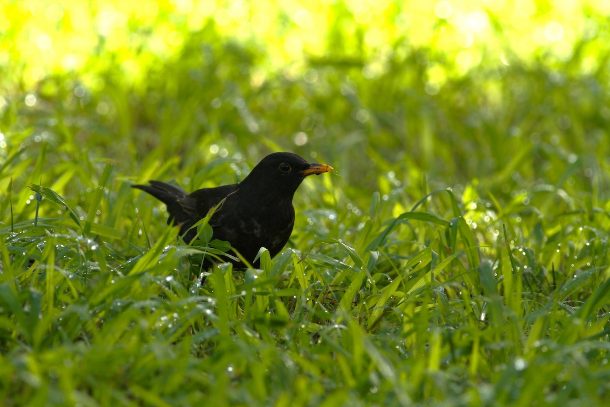 Eurasian Blackbird - ML620142556