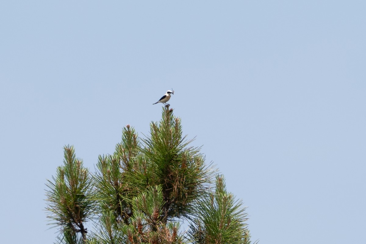 Western Black-eared Wheatear - ML620142558