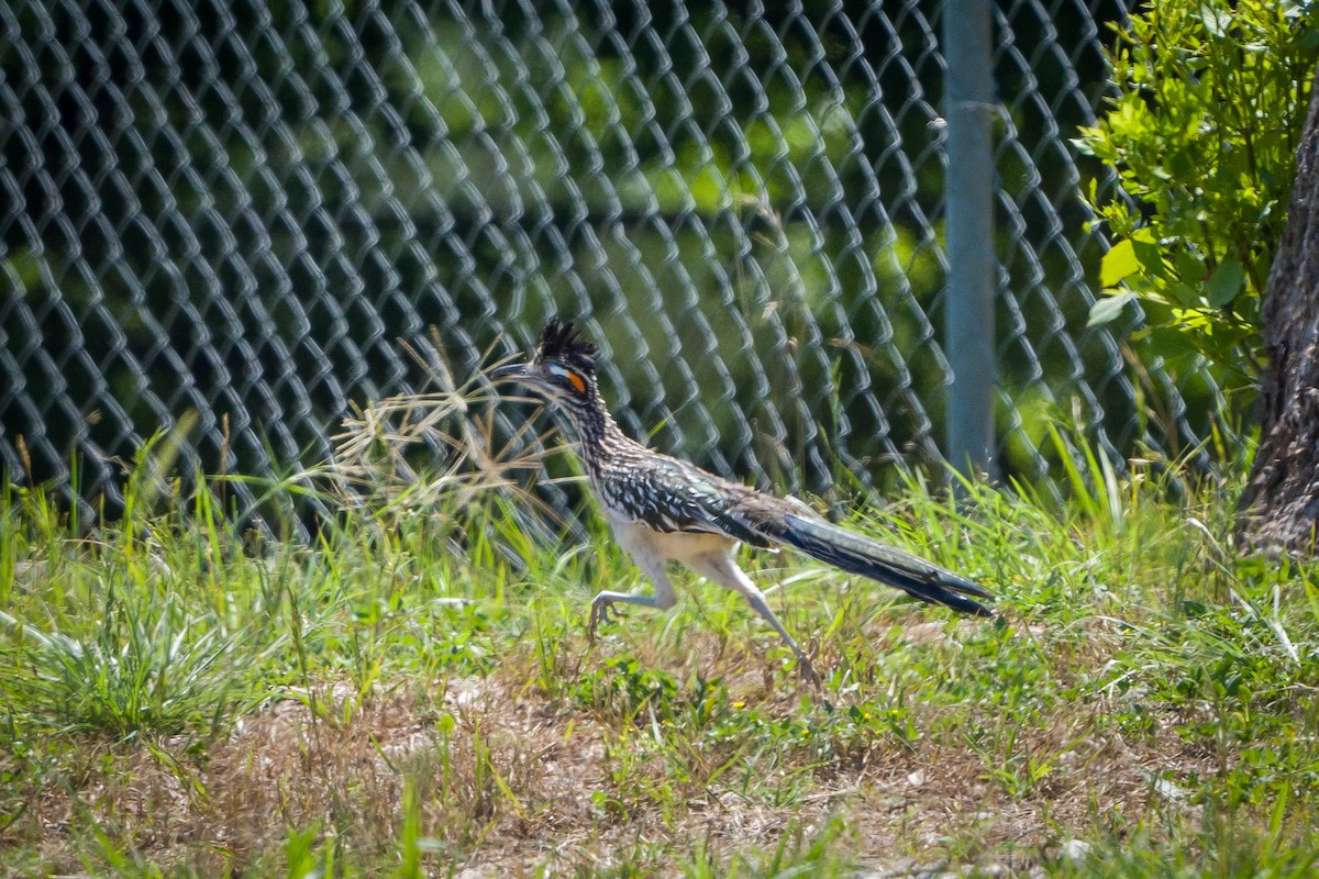 Greater Roadrunner - ML620142560