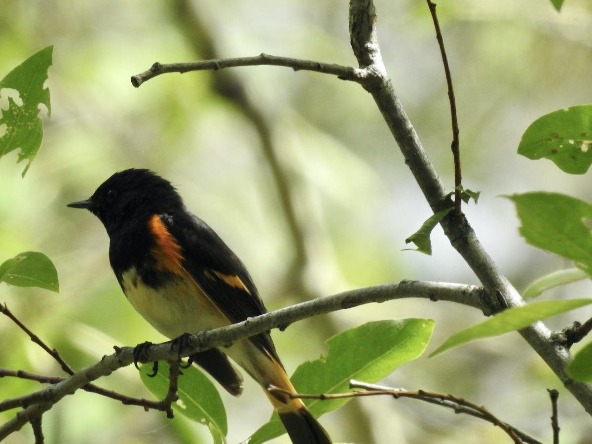 American Redstart - ML620142562