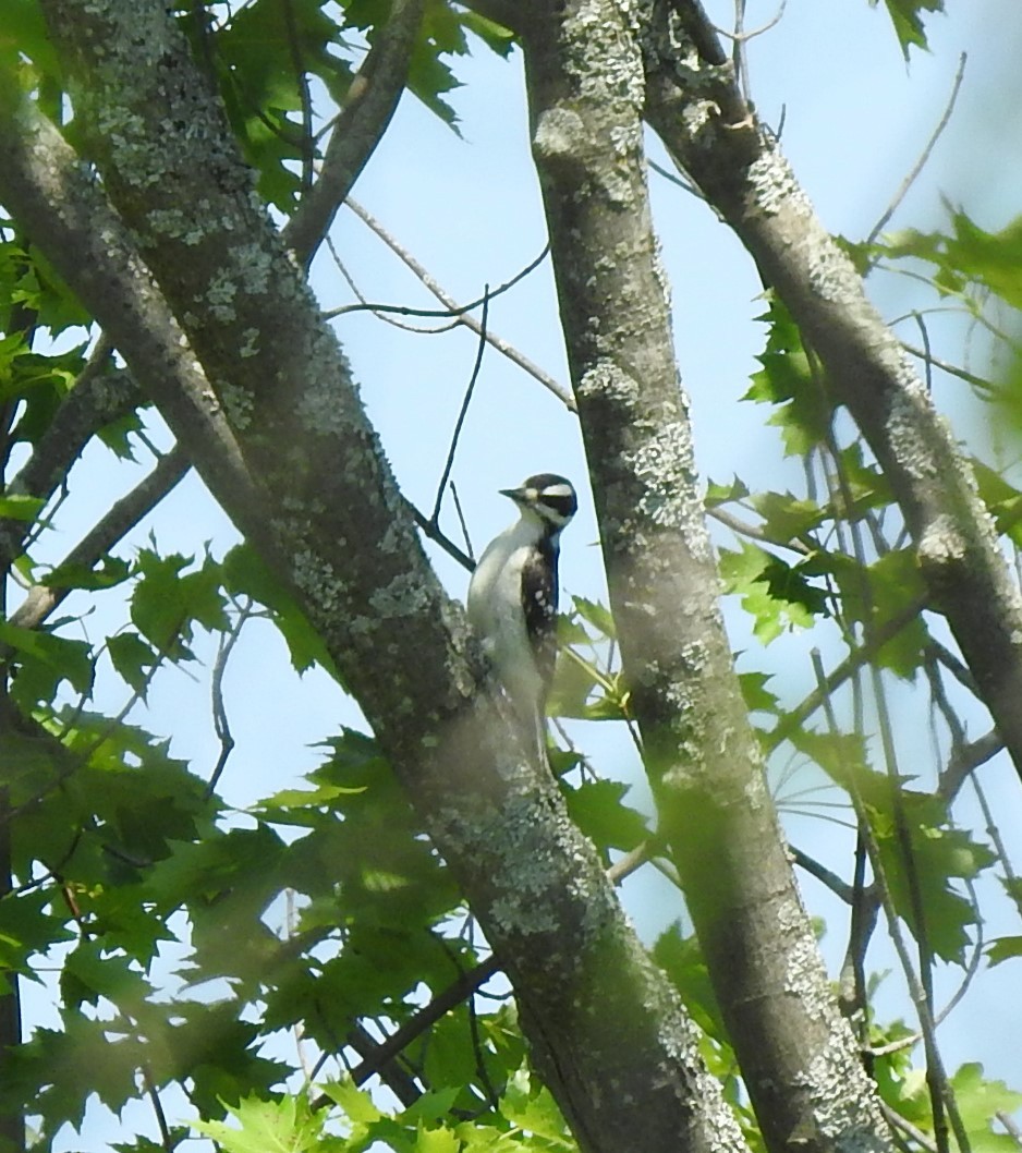 Hairy Woodpecker - ML620142565
