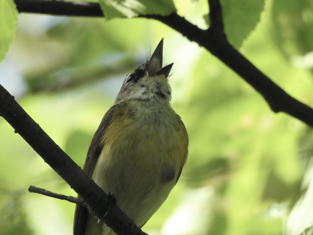 American Redstart - ML620142570