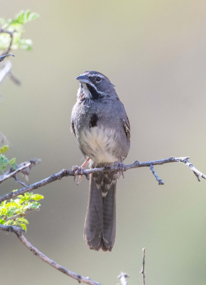 Five-striped Sparrow - ML620142576