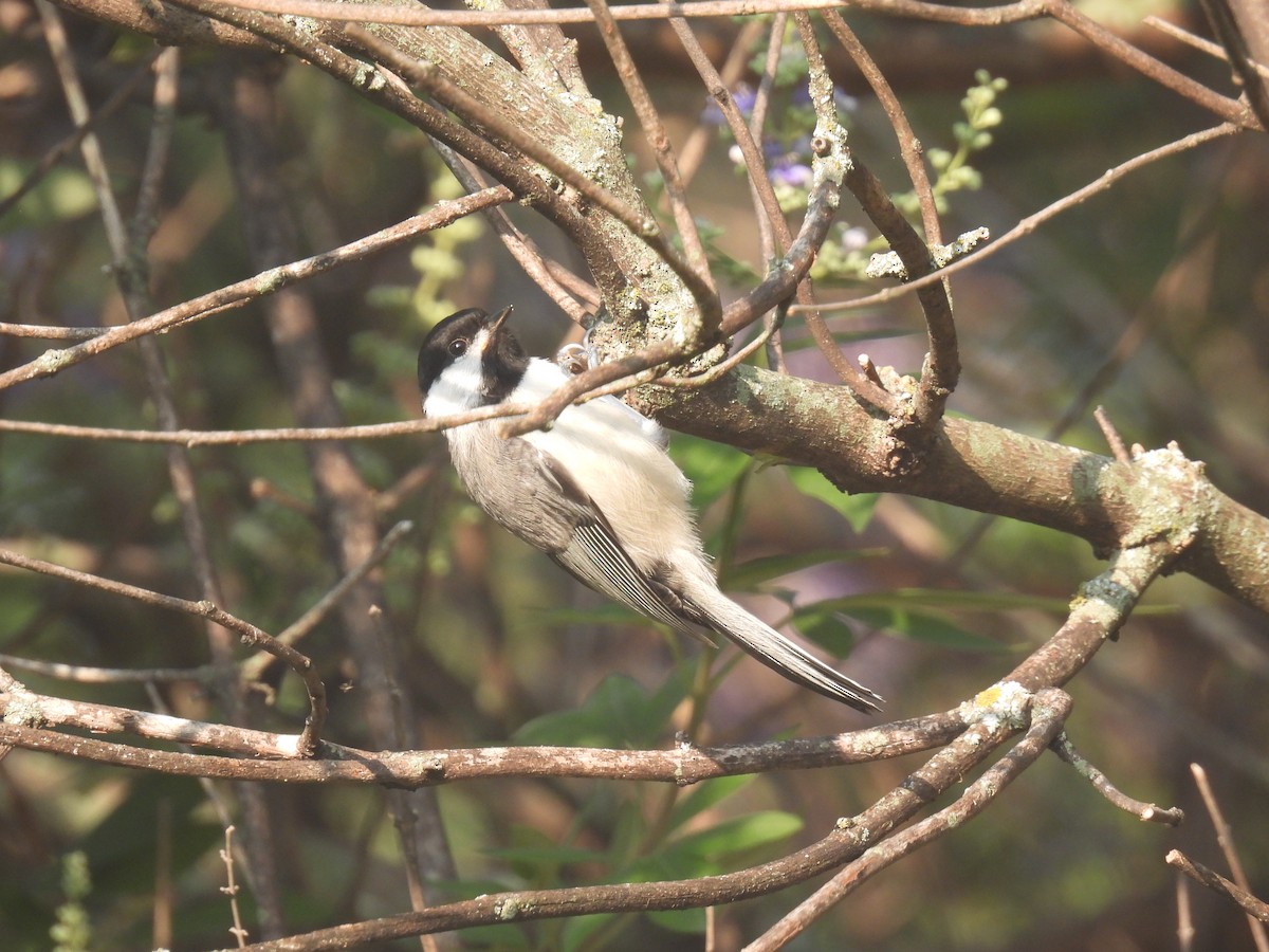 Carolina Chickadee - ML620142585