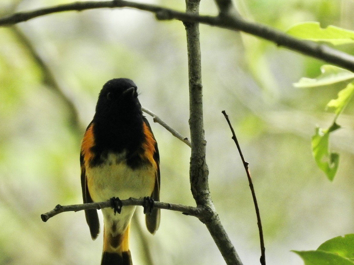 American Redstart - ML620142592