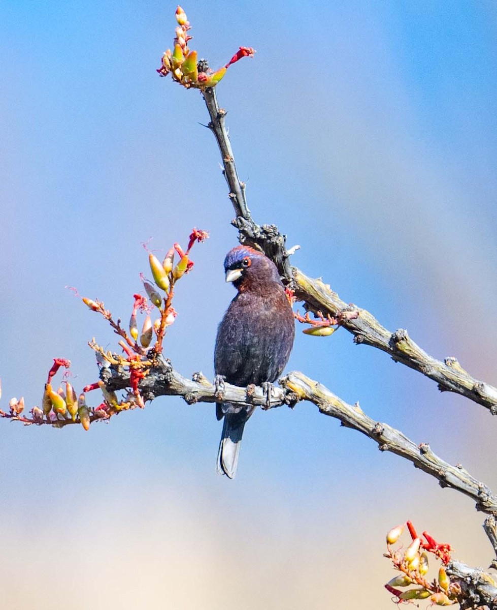 Varied Bunting - ML620142598