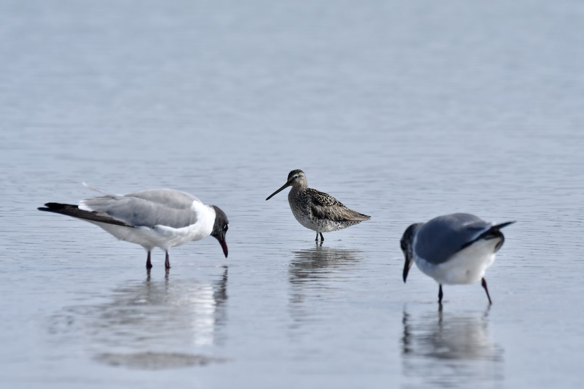 Short-billed Dowitcher - ML620142617