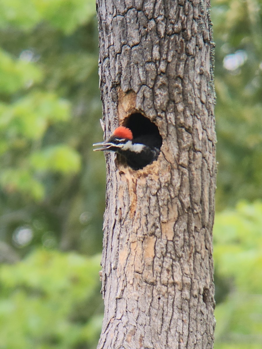 Pileated Woodpecker - ML620142618