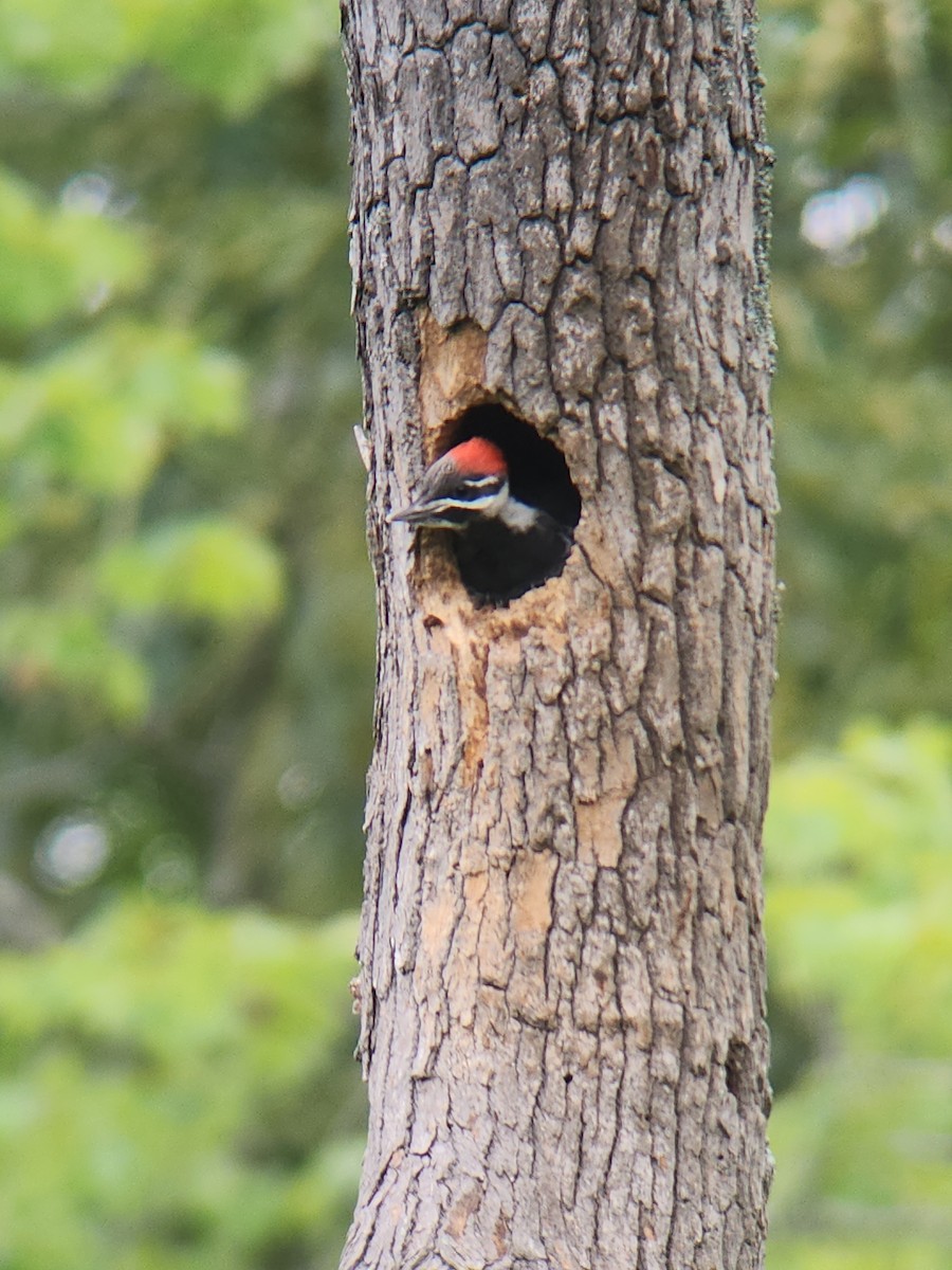 Pileated Woodpecker - ML620142619