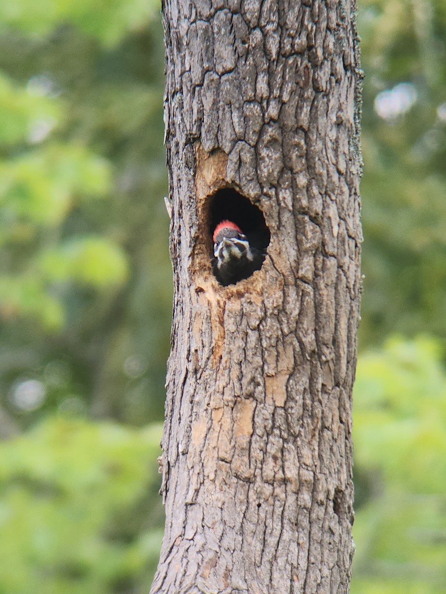 Pileated Woodpecker - ML620142620