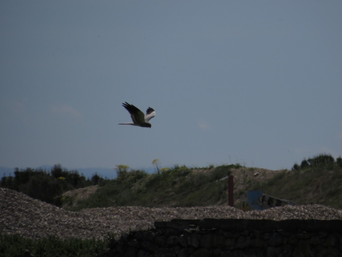 Montagu's Harrier - ML620142641