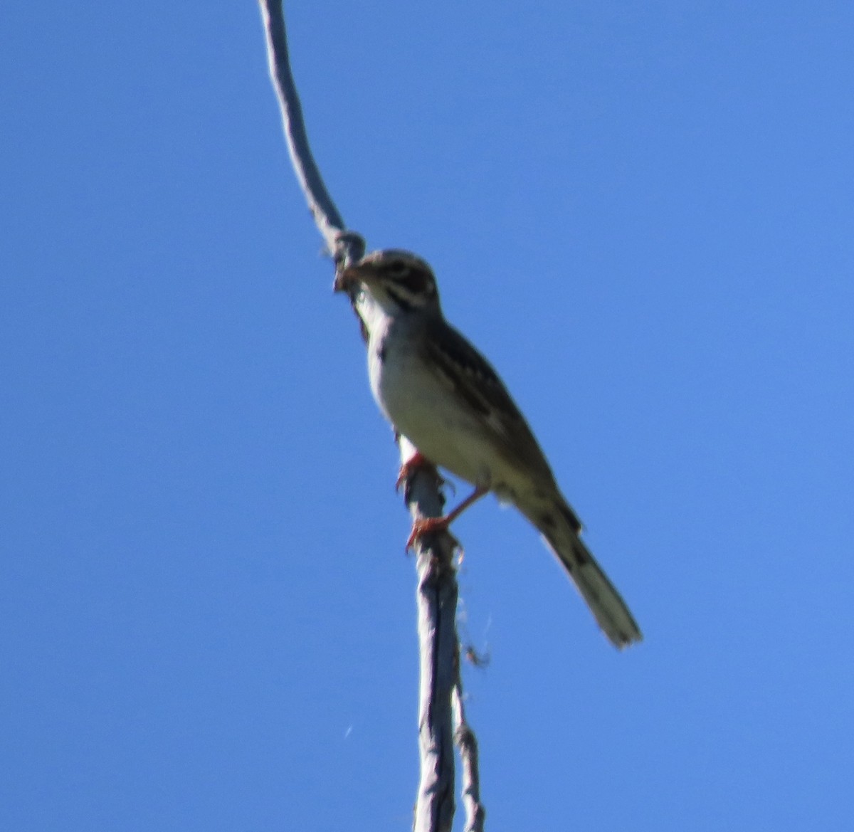 Lark Sparrow - ML620142665